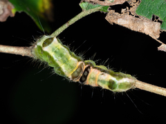 Acronicta hamamelis