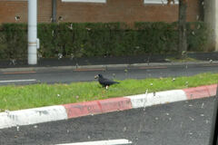 Corvus frugilegus