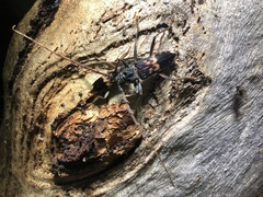 Phoracantha semipunctata