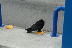 Corvus frugilegus