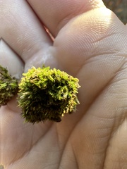 Isopaches bicrenatus