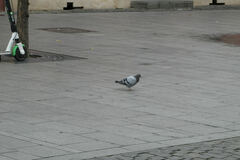 Columba livia domestica