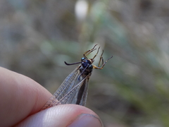Myrmeleon bore