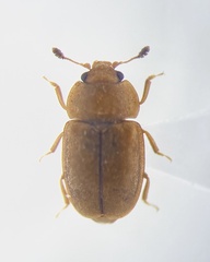 Epuraea helvola