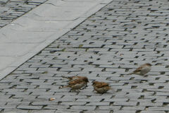 Passer domesticus