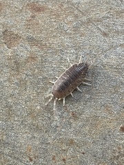 Porcellionides pruinosus