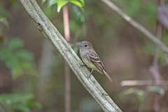 Lathrotriccus euleri