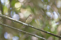 Hemitriccus mirandae