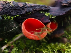 Sarcoscypha coccinea
