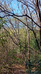 Cynanthus latirostris