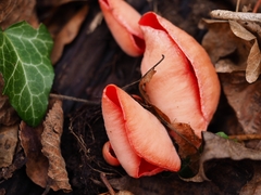 Sarcoscypha coccinea