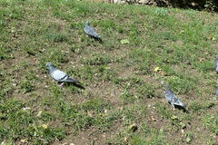 Columba livia domestica