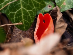 Sarcoscypha coccinea