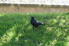 Corvus frugilegus