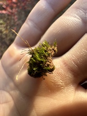 Isopaches bicrenatus