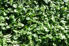 Glechoma hederacea