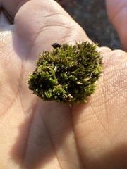 Isopaches bicrenatus