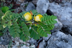 Cassiinae