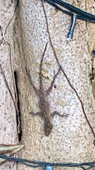 Anolis distichus