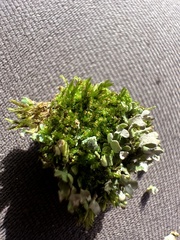 Isopaches bicrenatus