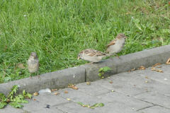 Passer domesticus