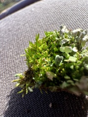 Isopaches bicrenatus