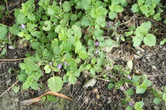 Glechoma hederacea