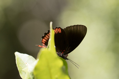 Biblis hyperia