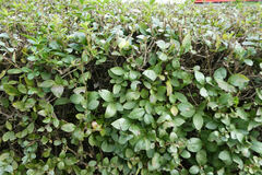Ligustrum vulgare