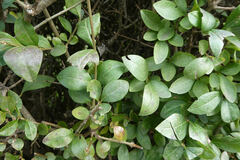 Ligustrum vulgare