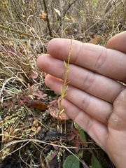 Polygala sanguinea