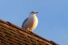 Larus michahellis