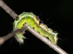 Acronicta hamamelis