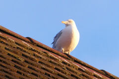 Larus michahellis