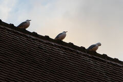 Larus michahellis