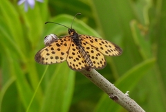 Pardopsis punctatissima