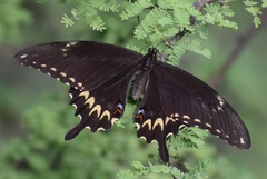Papilio ornythion ornythion