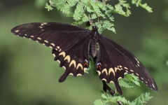 Papilio ornythion ornythion