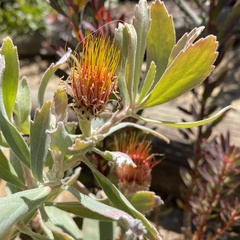 Leucospermum mundii