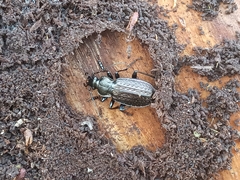 Carabus granulatus interstitialis