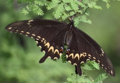 Papilio ornythion ornythion