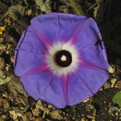 Ipomoea villifera