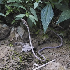 Oxybelis potosiensis