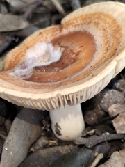 Microporus xanthopus