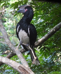 Bycanistes bucinator