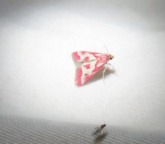 Noctueliopsis aridalis