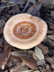 Microporus xanthopus