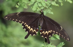 Papilio ornythion ornythion