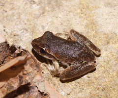 Pelodryadidae