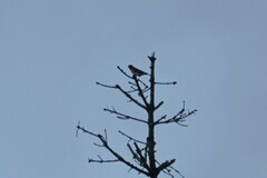 Fringilla montifringilla